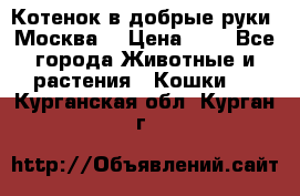 Котенок в добрые руки. Москва. › Цена ­ 5 - Все города Животные и растения » Кошки   . Курганская обл.,Курган г.